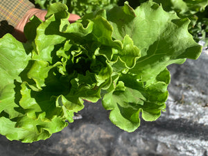 Lettuce - Green